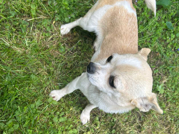 Stunning Chihuahua Bitch For Sale in Worcester WR4 on Freeads ...