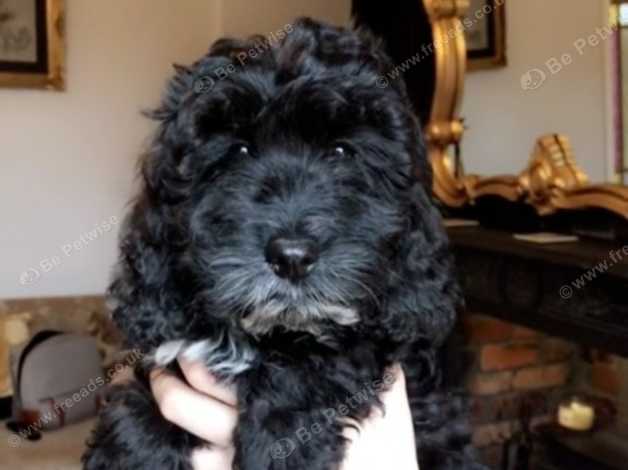 Phantom cockapoo for hot sale sale