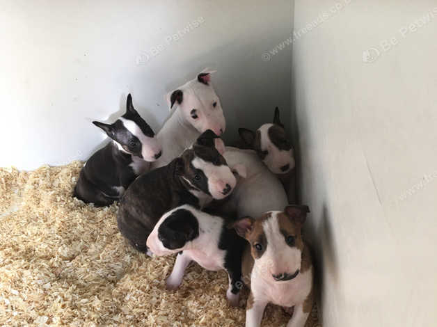 Bullyview puppies sale for sale