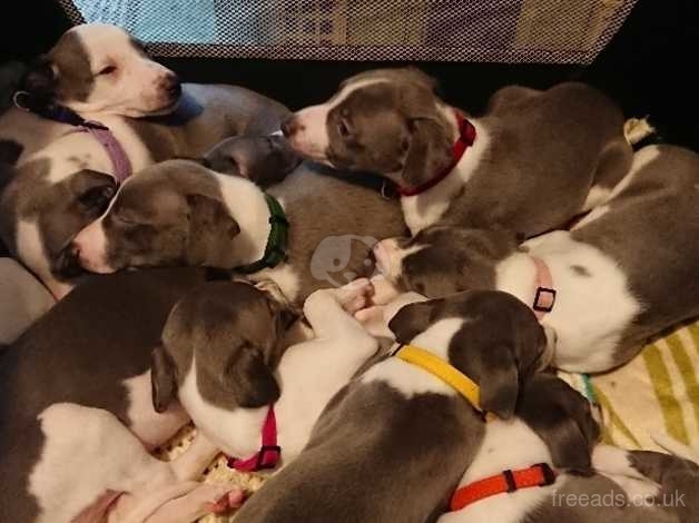 Kc Registered Blue White Parti Coloured Whippet Puppies In