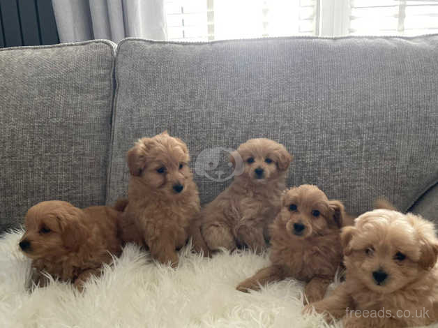 Pomapoo dogs hot sale for sale