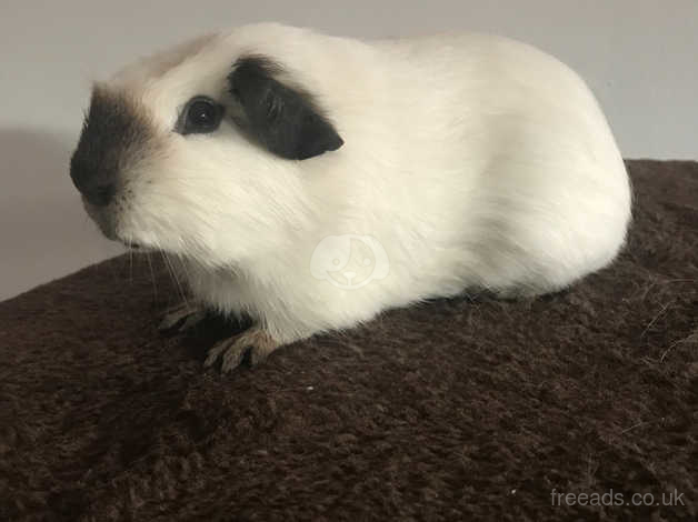 White crested cheap guinea pig