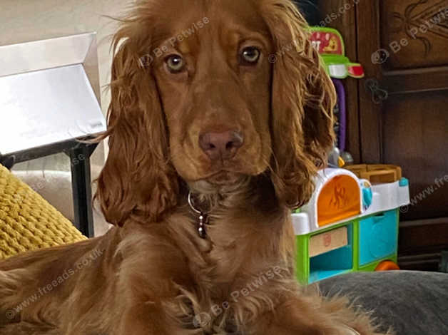 7 month best sale old cocker spaniel