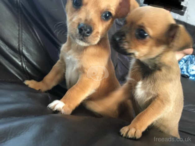 Chihuahua norfolk hot sale terrier mix