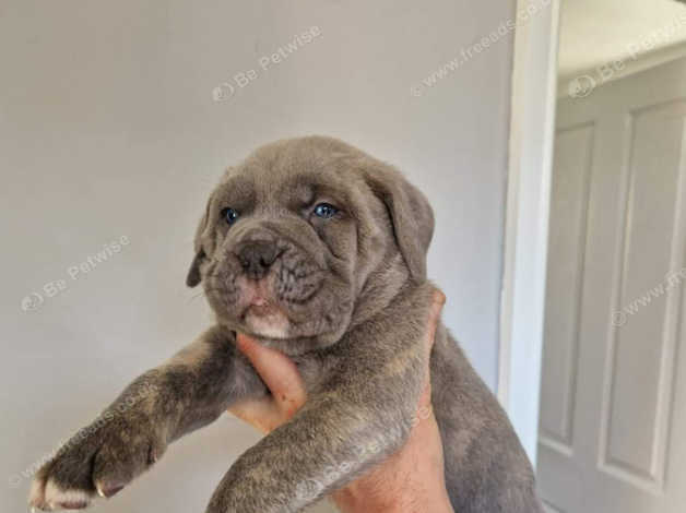 Cane Corso Pups in Sunderland SR5 on Freeads Classifieds - Cane Corsos ...