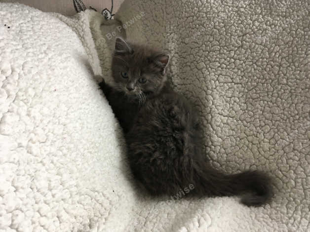 Long Haired Grey White Ragdoll Cross Boy Ready Vet Checked Can