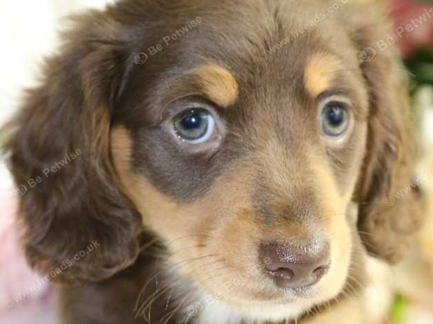Gorgeous Female Long Coat Miniature Dachshund In King S Lynn Pe34