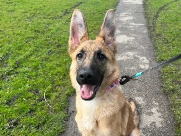 Female German Shepherd Puppy in Manchester M26 on Freeads Classifieds ...