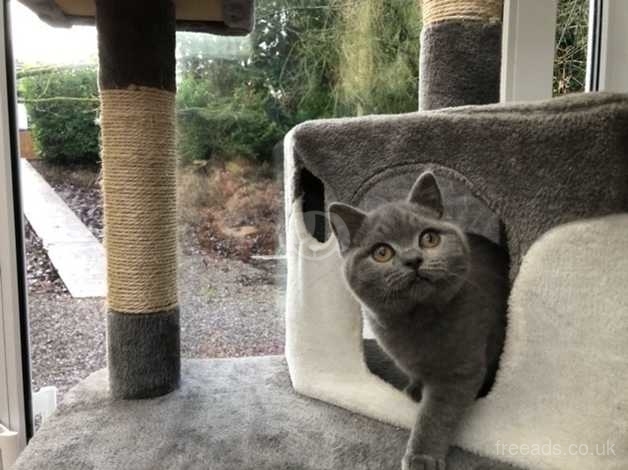 Gorgeous British Shorthair Blue Kittens For Sale In Stoke On Trent