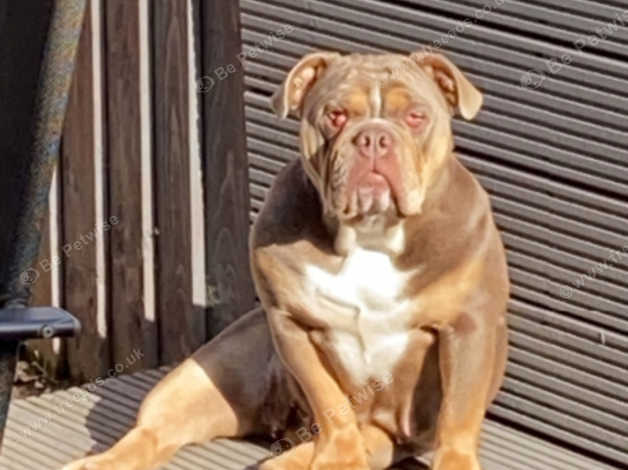 2 year hot sale old bulldog