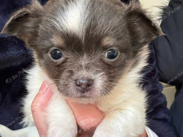 Jack Russell X Chihuahua Puppies For Sale in Braintree CM77 on Freeads ...