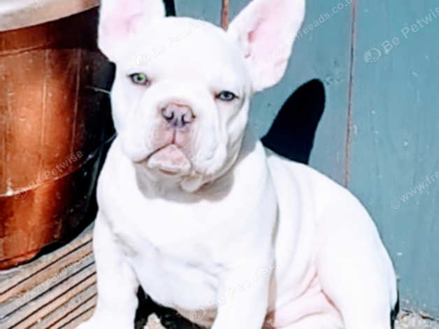 Blue cream best sale french bulldog