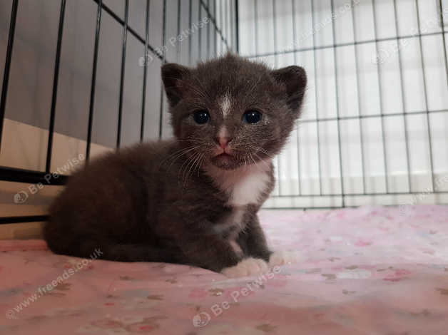 2 Male Kittens For Sale White 70 Grey 140 In Cheltenham Gl52