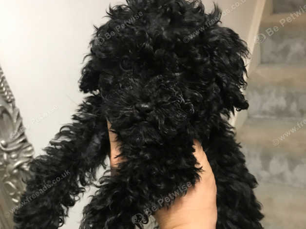 Toy Poodle Puppie Black Boy Ready To Leave Mum In Longfield On