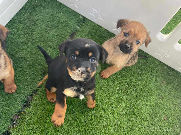 Patterdale Cross Jack Russell Puppies in Swindon SN4 on Freeads Classifieds  - Mixed Breed classifieds