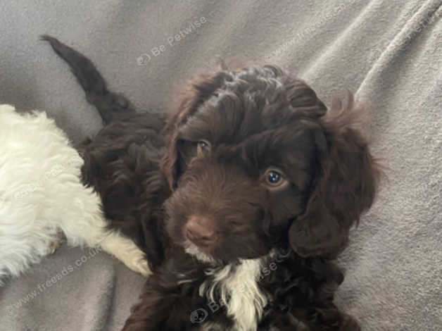 Black and white cockapoo puppies 2024 for sale