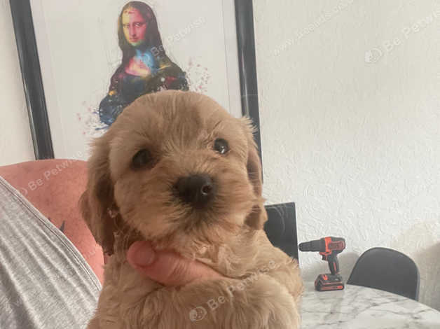 Best cockapoo hot sale puppies