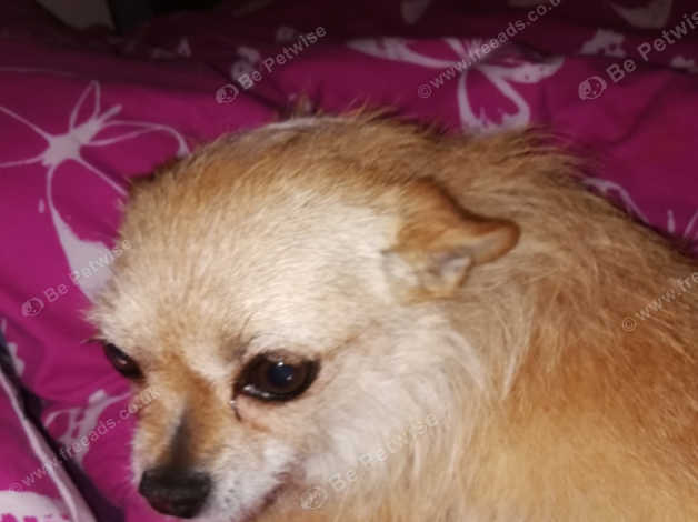Beautiful 3 Year Old Chihuahua For Sale In Huddersfield On Freeads