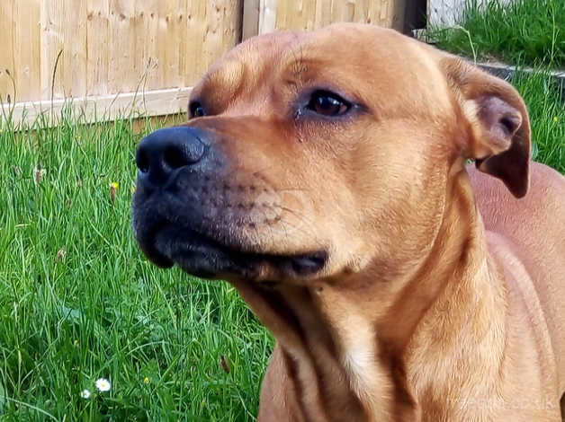 2 Year Old Staffy Cross Rottweiler Looking For Good Home in Wrexham LL13 on  Freeads Classifieds - Staffordshire Bull Terriers classifieds