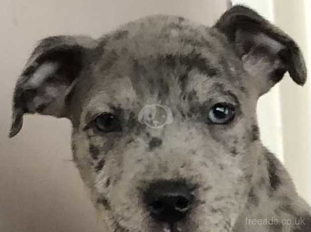 Merle staffy 2025 for sale