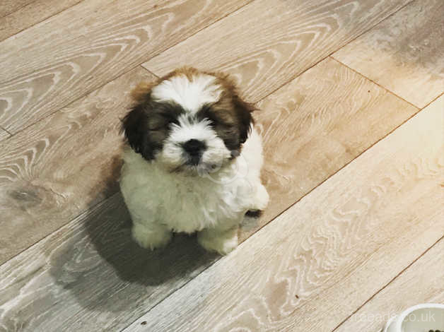 Lhasa apso hot sale 5 months old