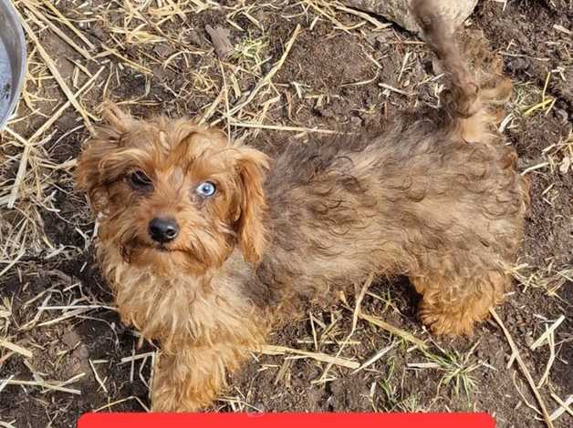 Dachshund x best sale toy poodle