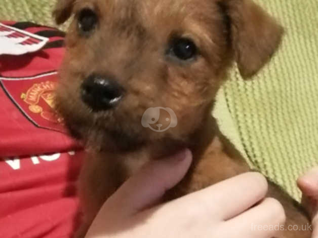 Red lakeland terrier cheap for sale