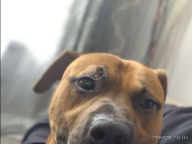 Staffy x online boxer