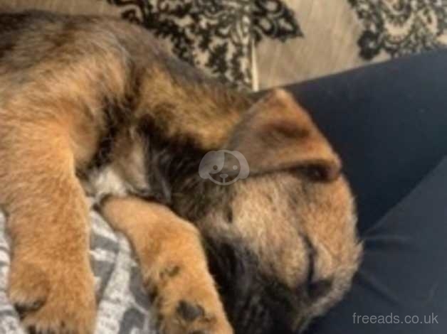 Stunning Border Terrier Pup In Wrexham Ll11 On Freeads Classifieds