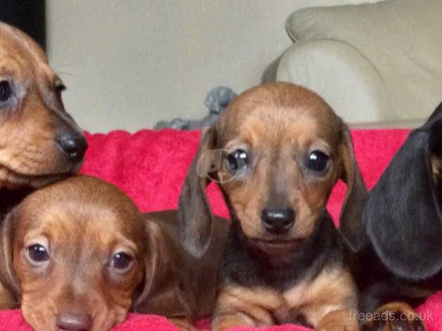 Pra hot sale clear dachshunds