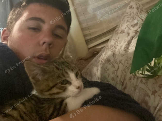 tabby kittens for sale tabby kittens for sale