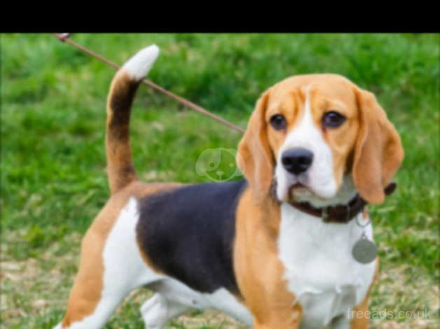 beagle harrier for sale