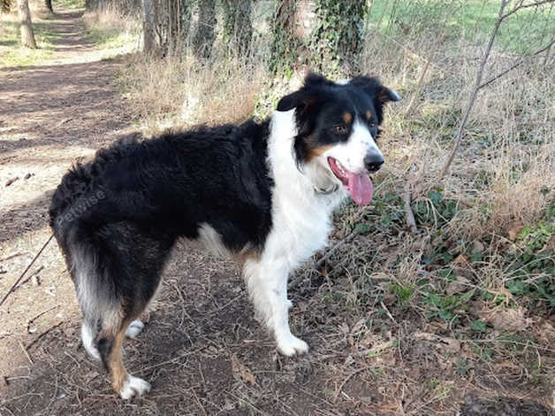 Rehoming A Border Collie in Oxfordshire on Freeads Classifieds - Border ...