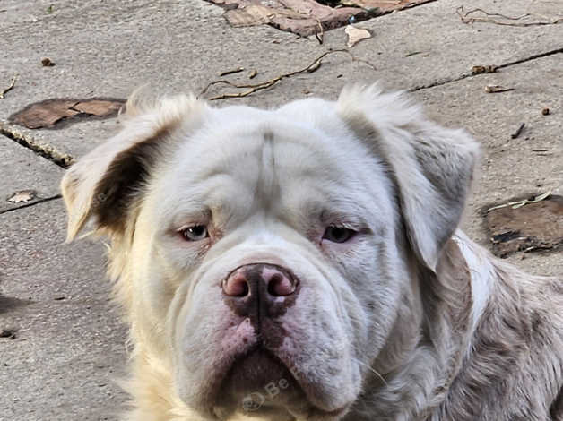 Mammut bulldog 2024 for sale