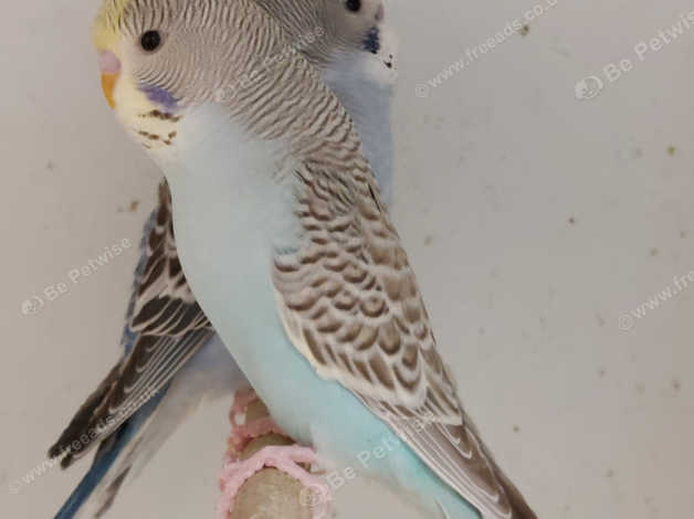 Beautiful Baby Budgies Available And Ready Now! in Northampton on ...