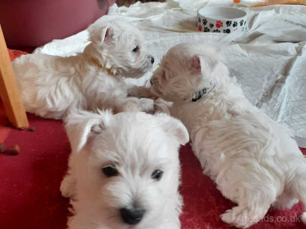 how many puppies are in a westie litter