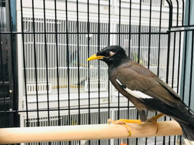 Baby Common Myna Talking Bird In Nottingham Ng4 On Freeads Classifieds Other Birds Classifieds