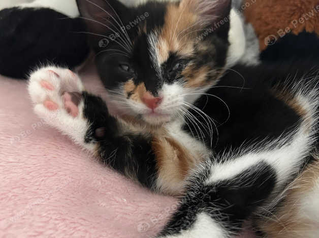 Fluffy calico best sale kittens for sale