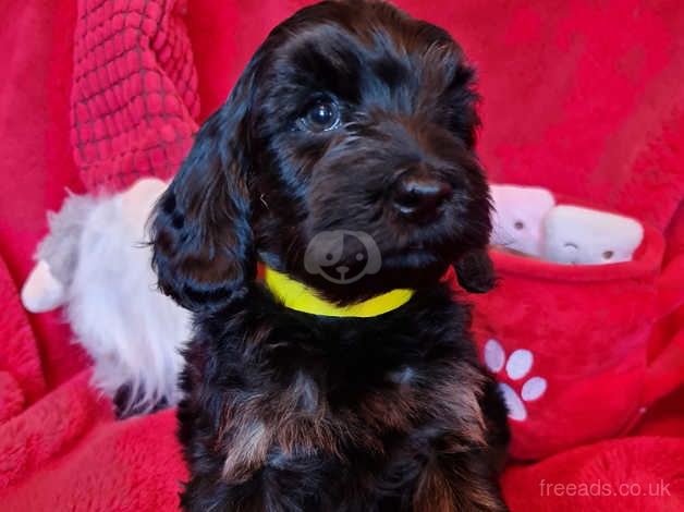 Black cockapoo hot sale for sale