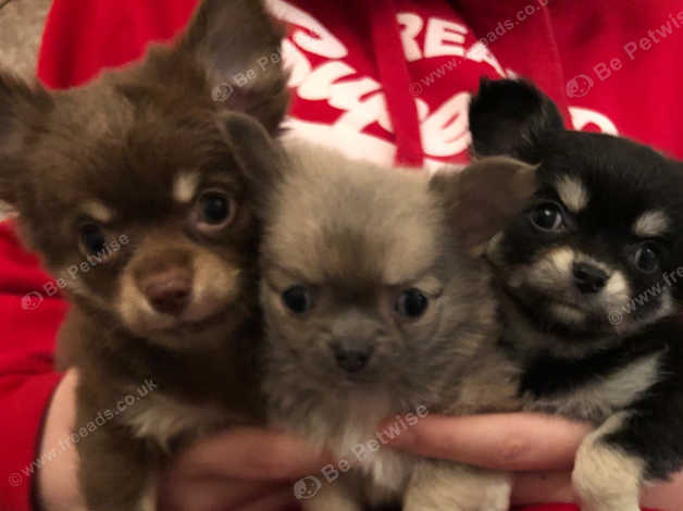 Gorgeous Longhair Tiny Chihuahua Puppies Puppy Chocolate Blue Fawn