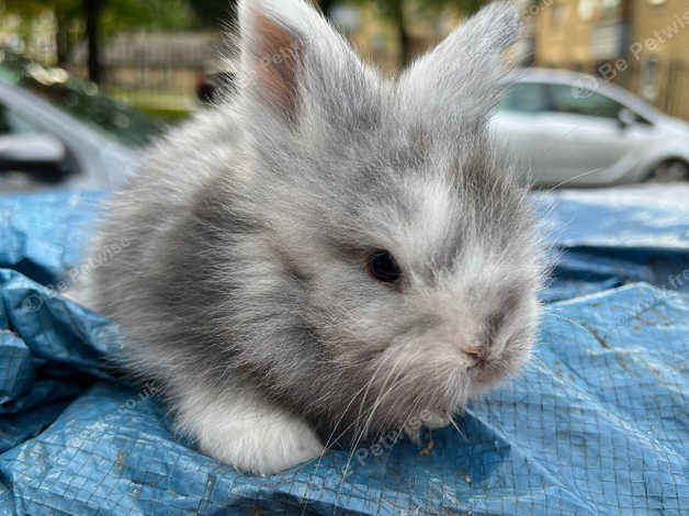 Magpie lionhead hot sale