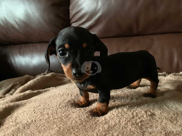 Chihuahua dachshund hot sale puppies