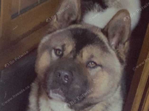 Loving Male American Akita in Birmingham B33 on Freeads Classifieds