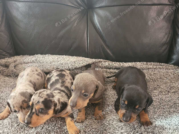 Miniture Dachund Pups in Neath Port Talbot on Freeads Classifieds ...