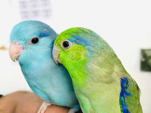 Parrotlet on sale for sale