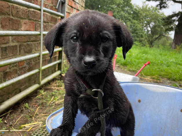 Labrador 2024 x belgian