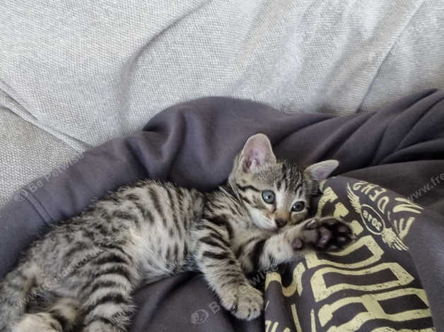 8 week best sale old bengal kitten