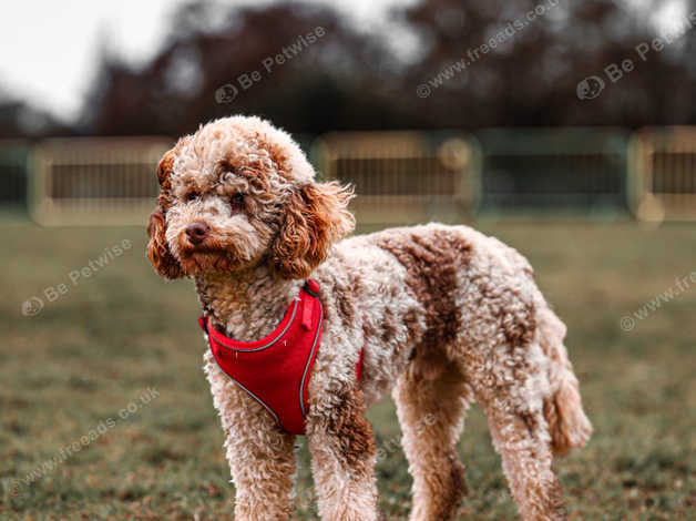 Chocolate Merle Phantom Poodle in West Bromwich B70 on Freeads ...