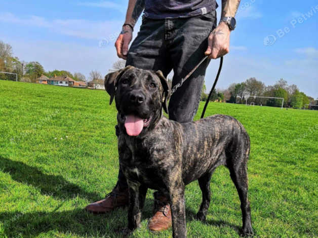 Presa Canario Female For Sale in Ashford TN24 on Freeads Classifieds ...