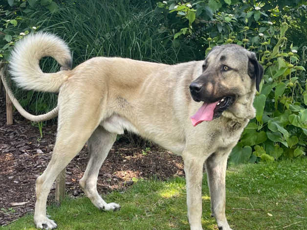 Male Turkish Kangal in Waltham Forest on Freeads Classifieds - Turkish ...